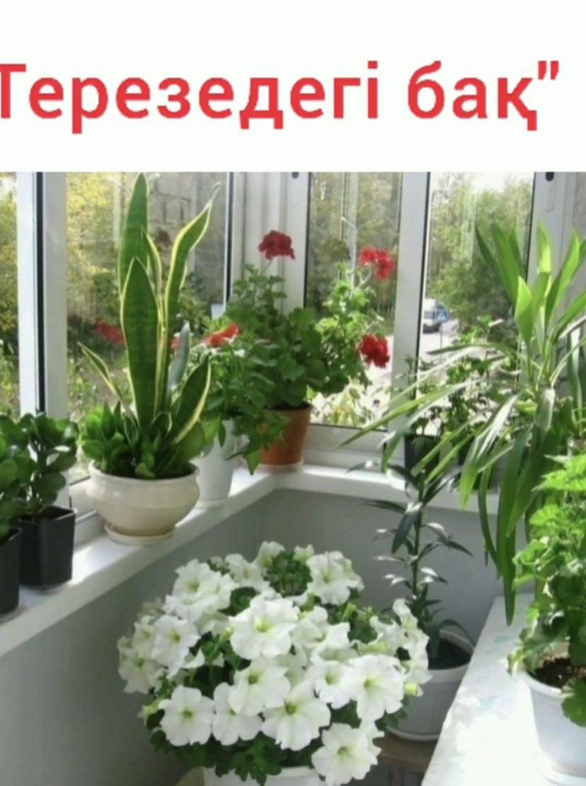 «Терезедегі бақ»